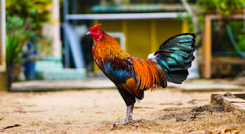 Khẩu phần ăn cân bằng giúp gà phát triển cơ bắp tự nhiên - cách nuôi gà đá bo lớn