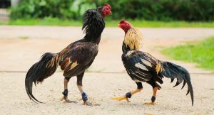 Cách nuôi gà đá không chạy