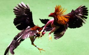 Gà chọi tướng tốt thể hiện ở dáng đứng vững, cổ cao và ánh mắt sắc bén - Xem tướng gà chọi