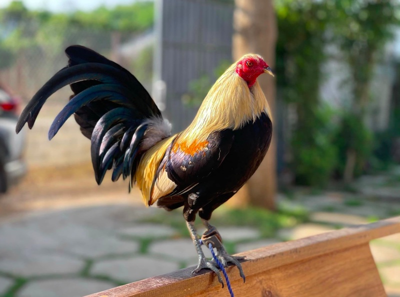 Nguyên nhân khiến gà đá dễ bị hốc