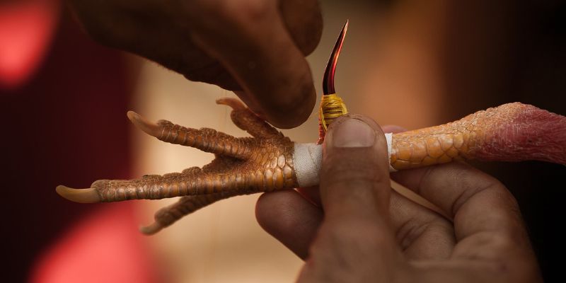 Cựa sắt mài sắc bén gắn chắc chắn trên chân chiến kê