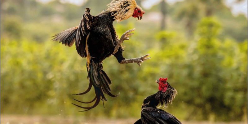 Gà chạy lồng sau buổi vần gà to để phát triển sức bền tối đa