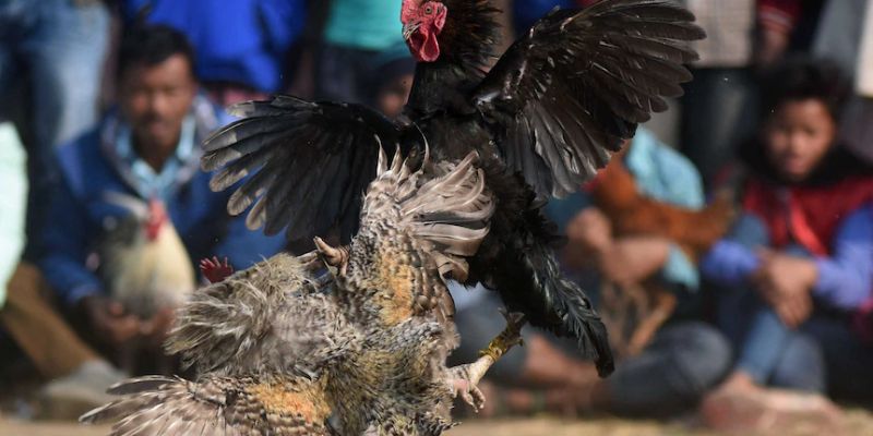 Gà Peru thuần tung đòn hiểm kết liễu trong 38 giây