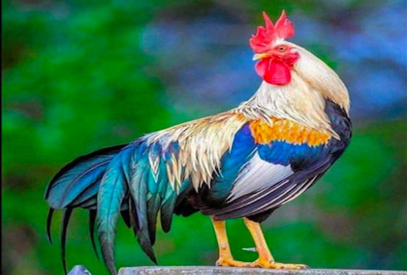 Gà Ngũ Sắc cần chế độ chăm sóc đặc biệt để giữ màu lông và sức bền khi thi đấu
